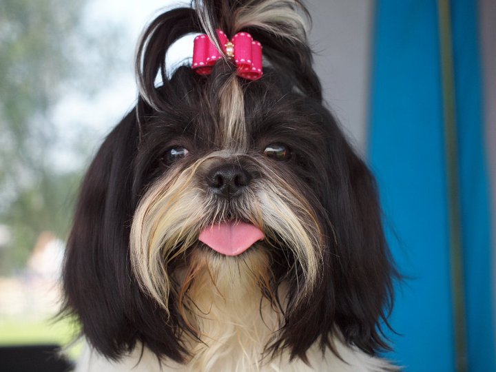 Shih Tzu Danmark
